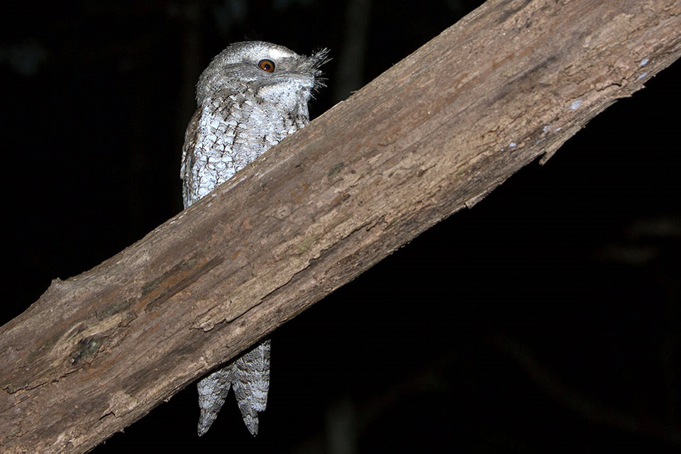 Marbled Frogmouth (Podargus ocellatus)